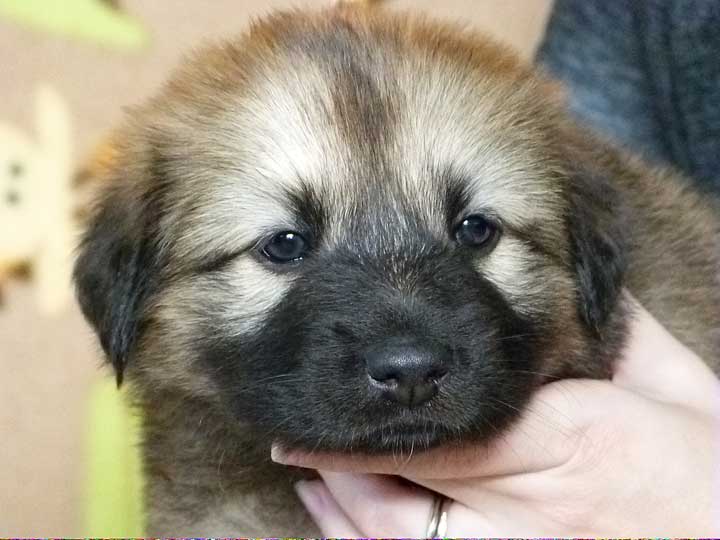chinook puppy